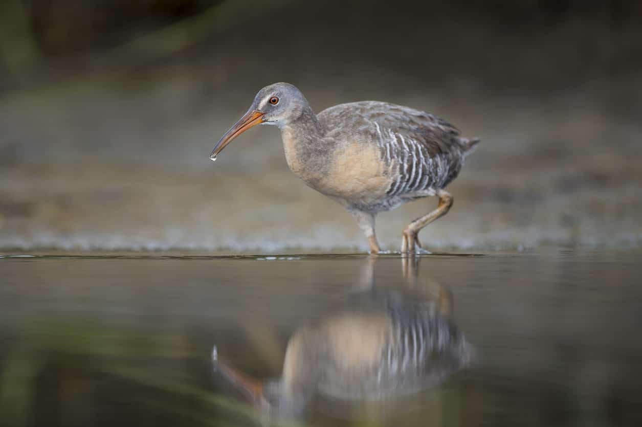 12 Impressive Types Of Marsh Birds A Z Animals