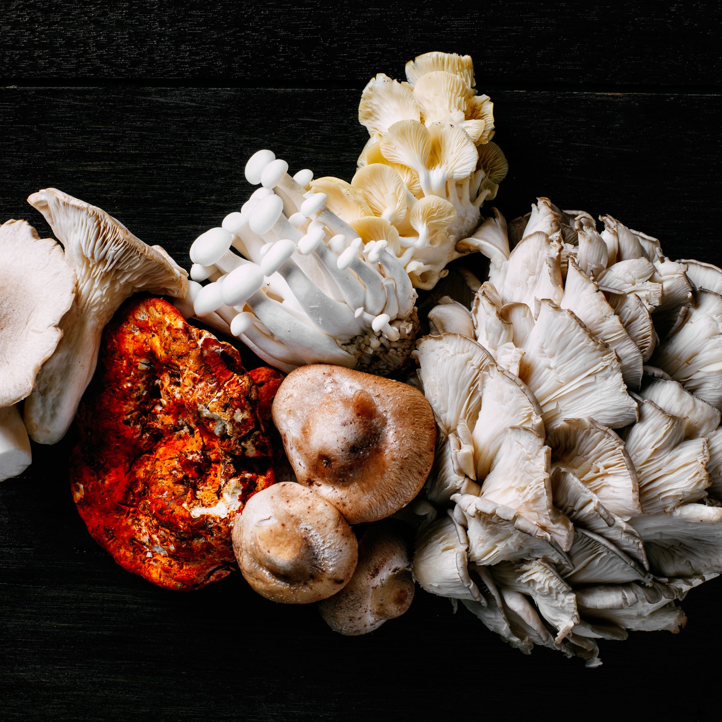 cook's mushrooms crossword cook's mushrooms crossword