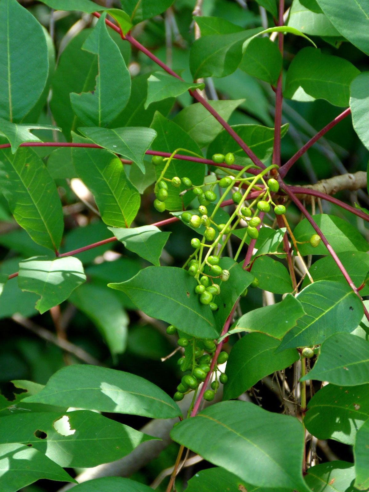 7 Dangerous Plants You Should Never Touch Examples Stinging Nettle Manchineel Photos Britannica