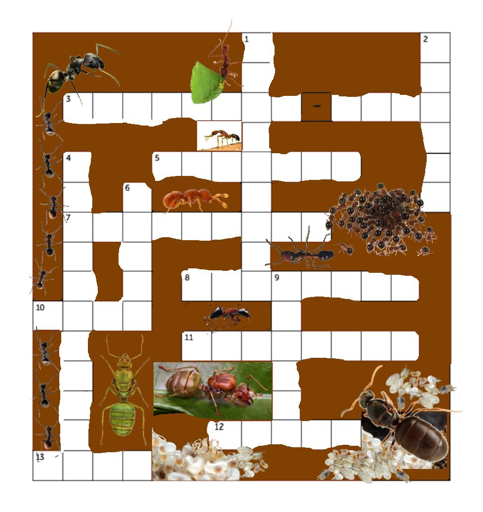 Ant Crossword For Young Myrmecologists Myrmecological News Blog Ant Crossword For Young Myrmecologists Myrmecological News Blog