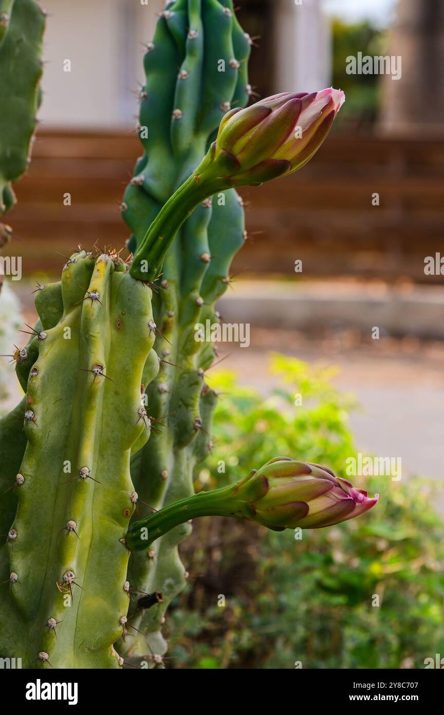 Artichoke Cactus Hi res Stock Photography And Images Alamy