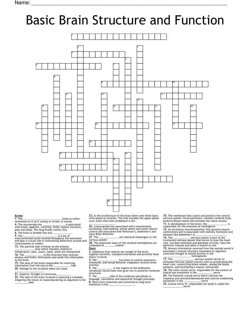 Basic Brain Structure And Function Crossword WordMint
