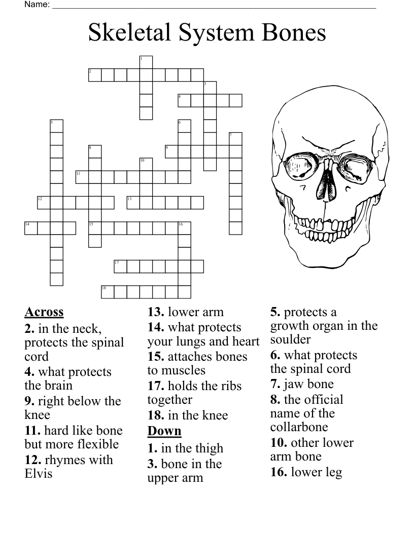 Bones Of The Body Crossword WordMint
