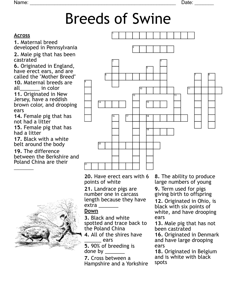 Breeds Of Swine Crossword WordMint