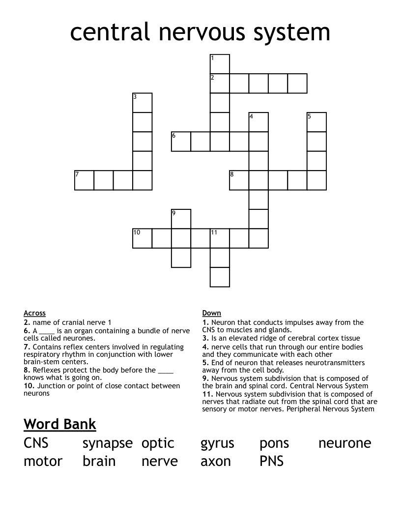 Central Nervous System Crossword WordMint Central Nervous System Crossword WordMint