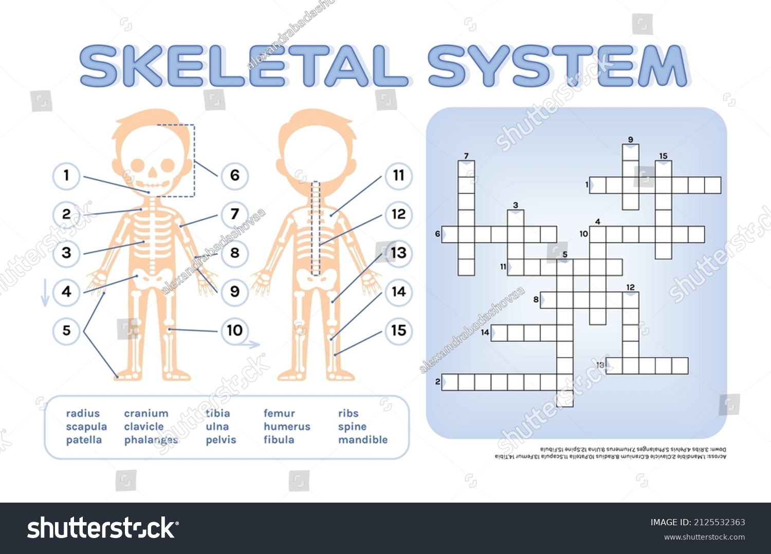 pelvis bones crossword