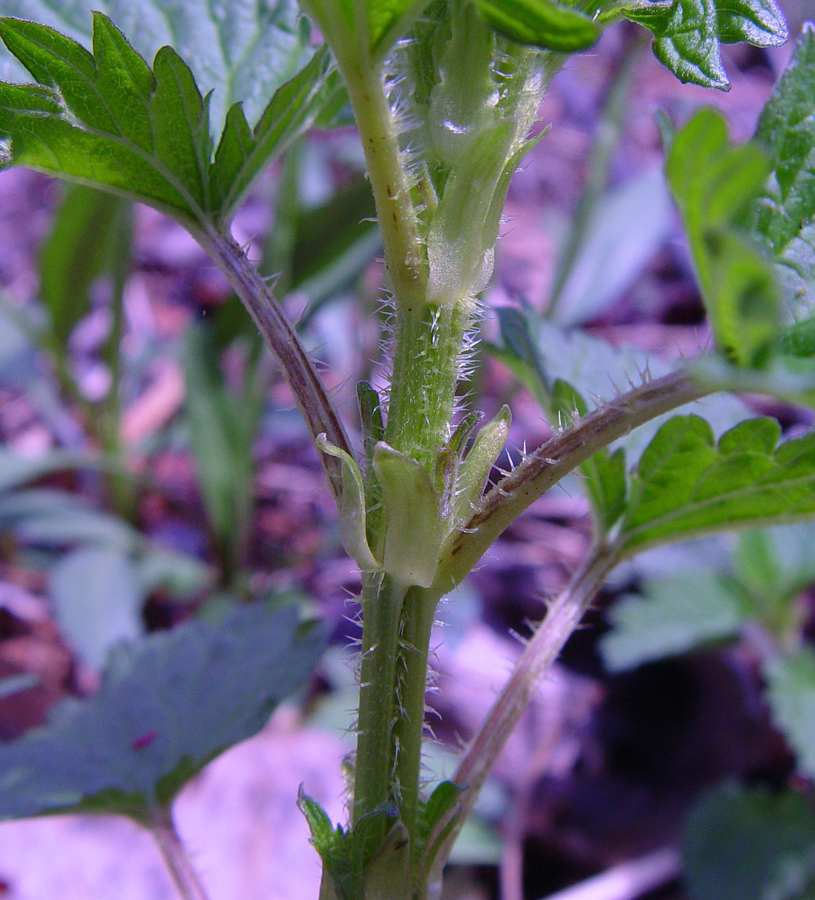 Did That Plant Just Sting Me The Boston Globe