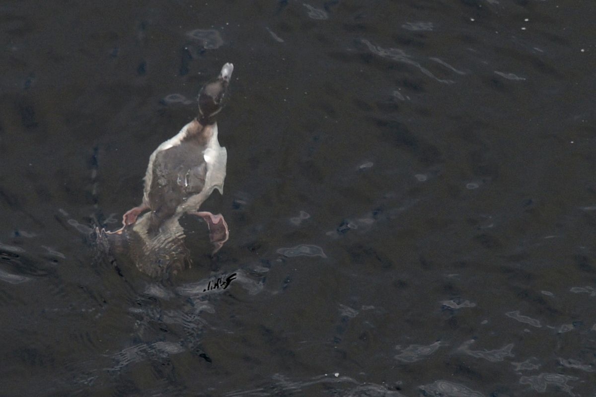 Diving Buffleheads Duck In For A Show On Spokane River