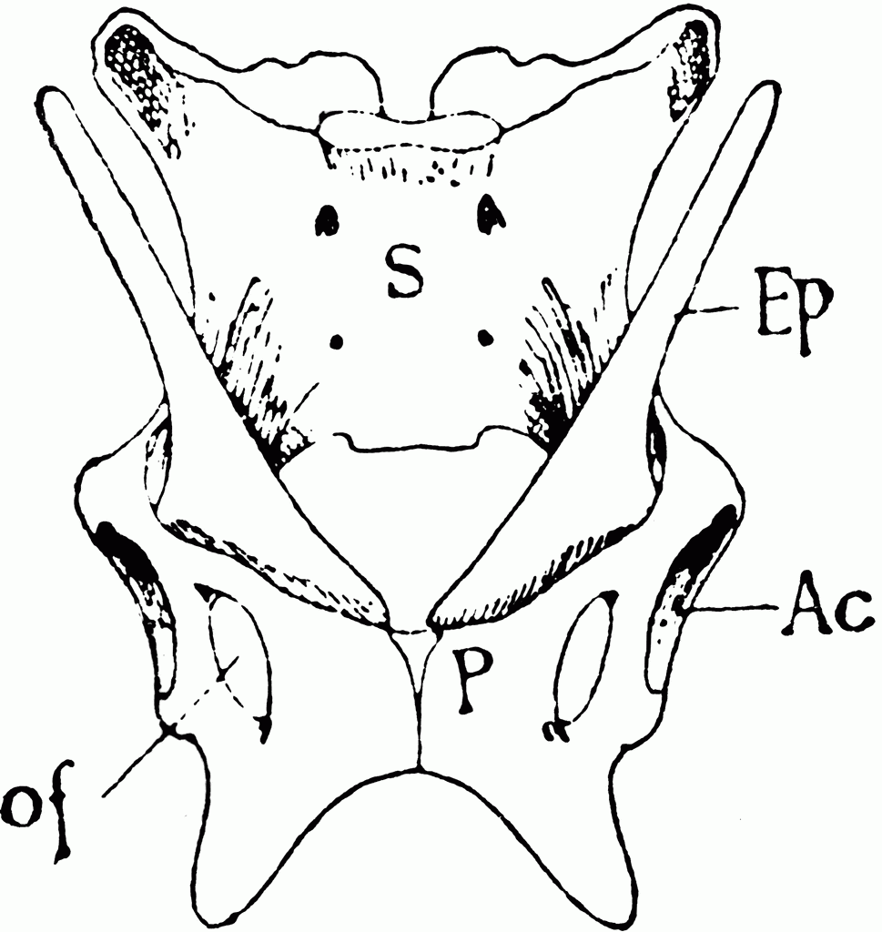 Echidna Pelvis ClipArt ETC Echidna Pelvis ClipArt ETC