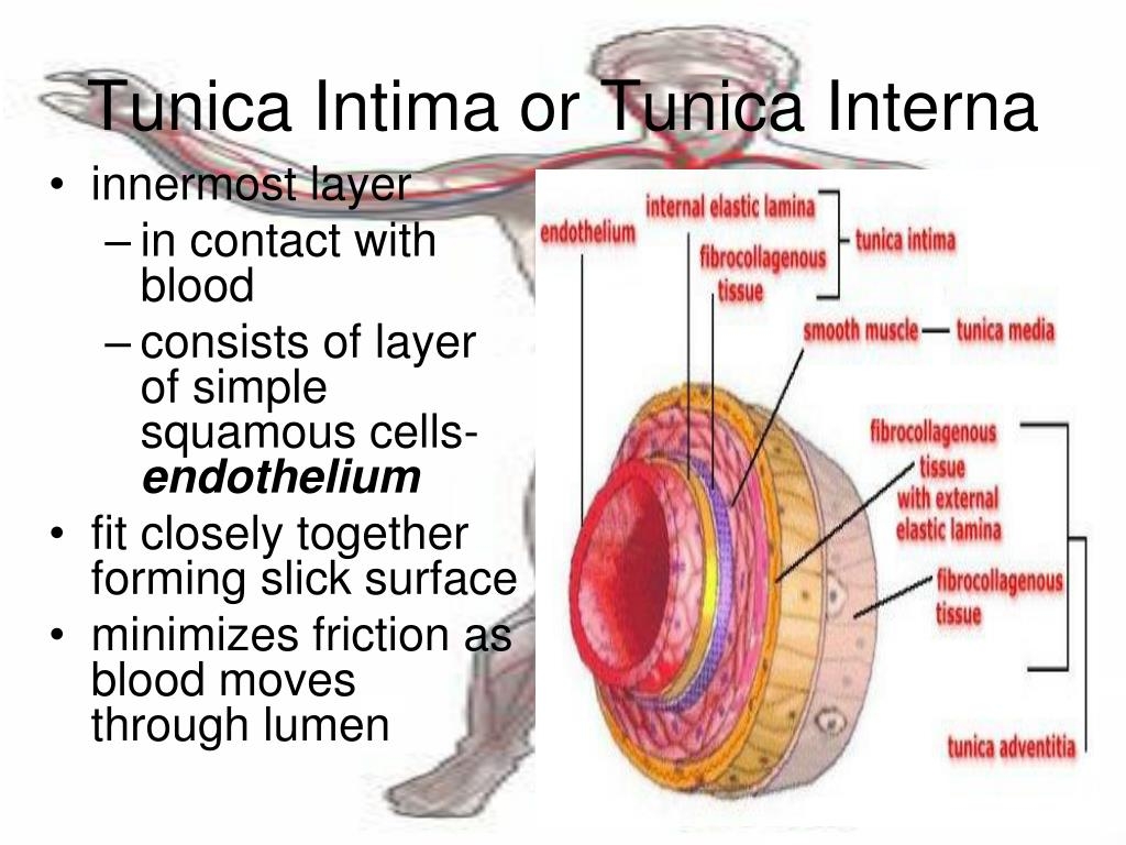 Form The Tunica Externa Crossword Printable