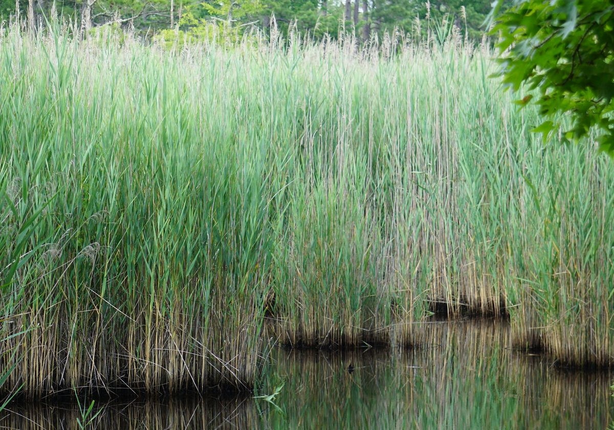 marsh plant crossword marsh plant crossword