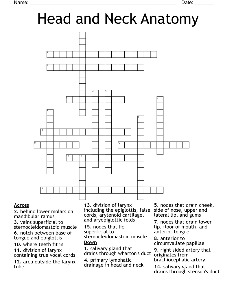 Head And Neck Anatomy Crossword WordMint Head And Neck Anatomy Crossword WordMint