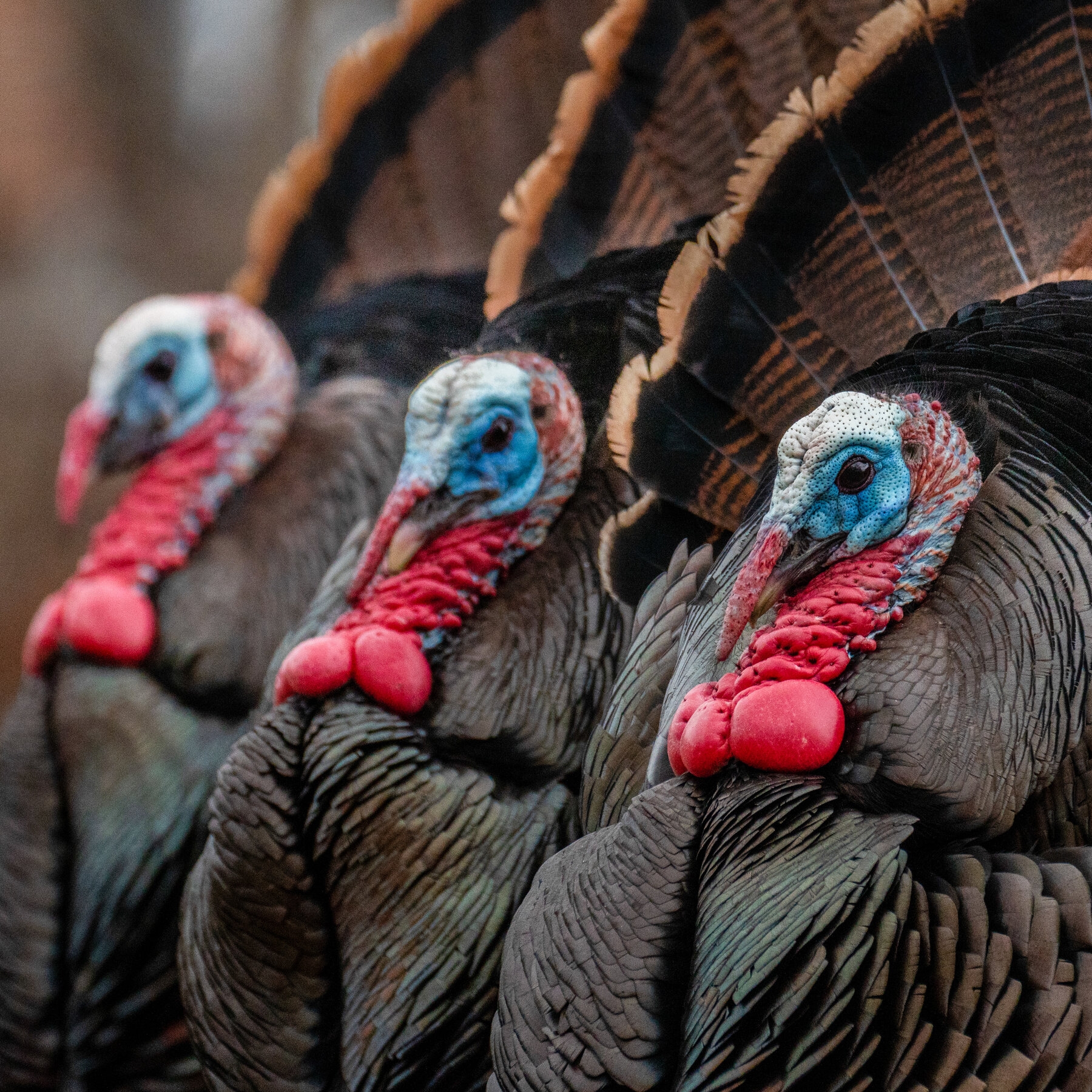 How Wild Turkeys Find Love The New York Times