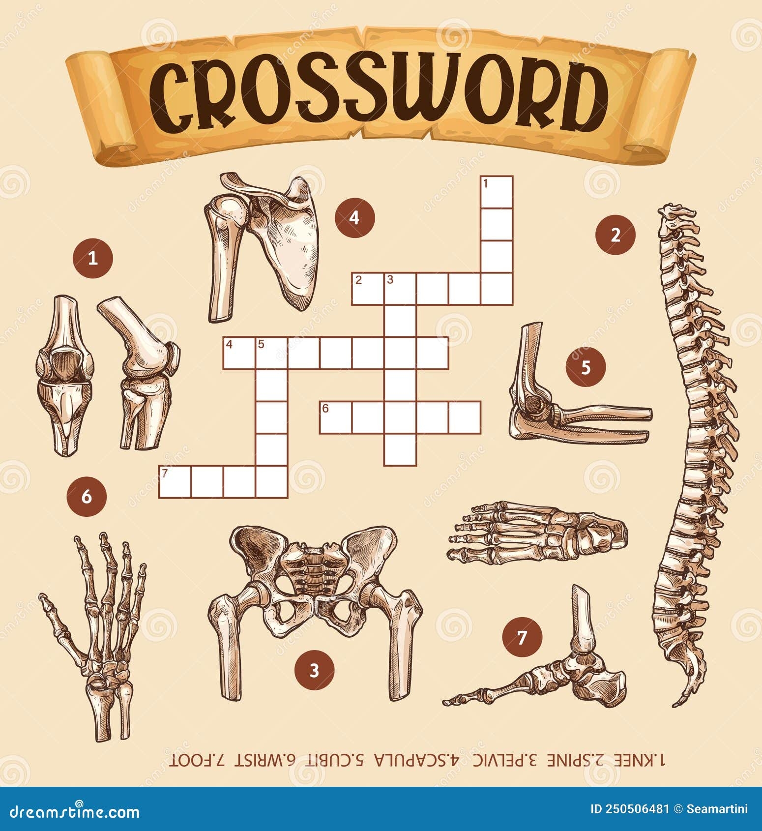 arm bones crossword arm bones crossword