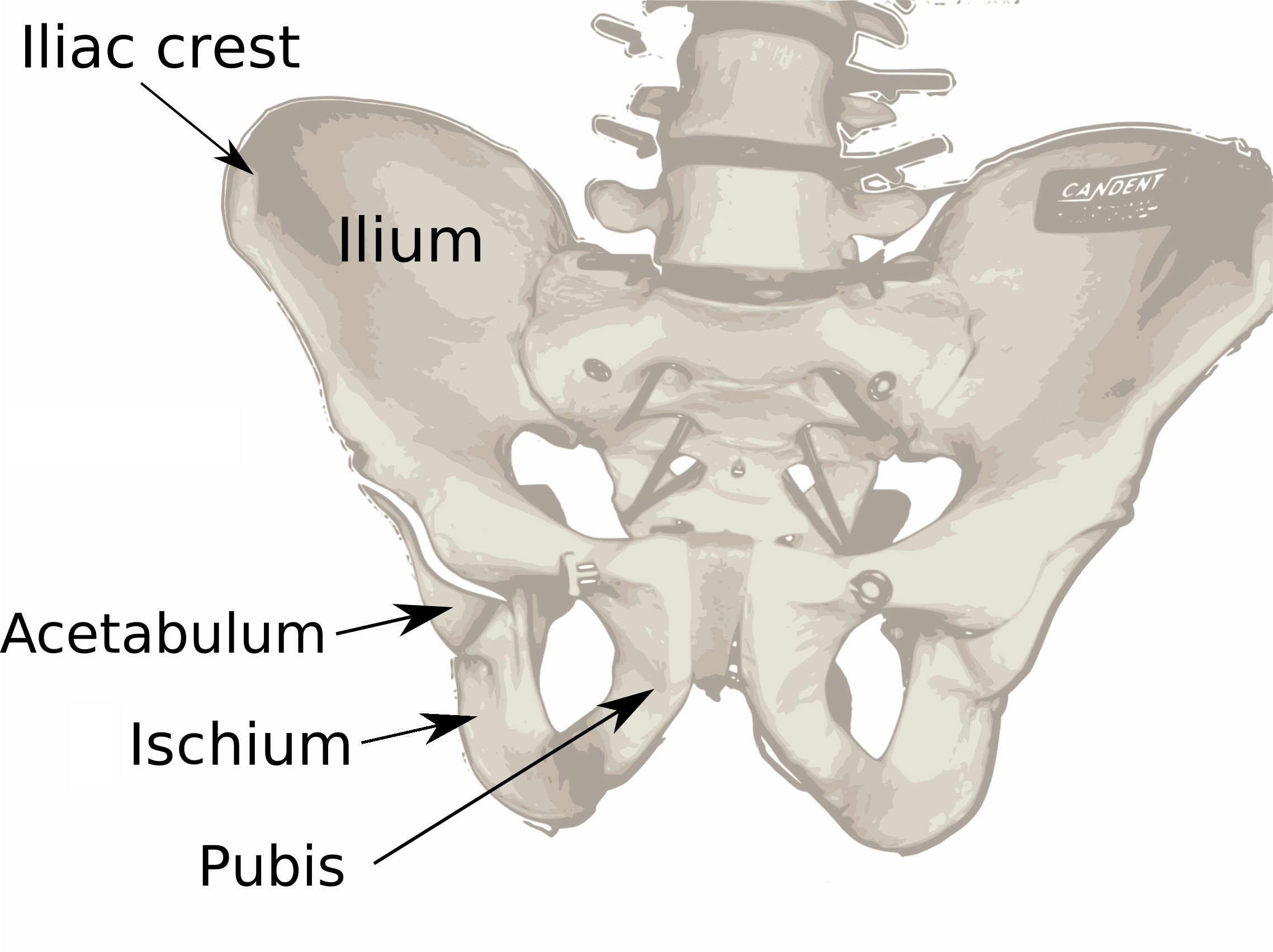 pelvic bone crossword pelvic bone crossword