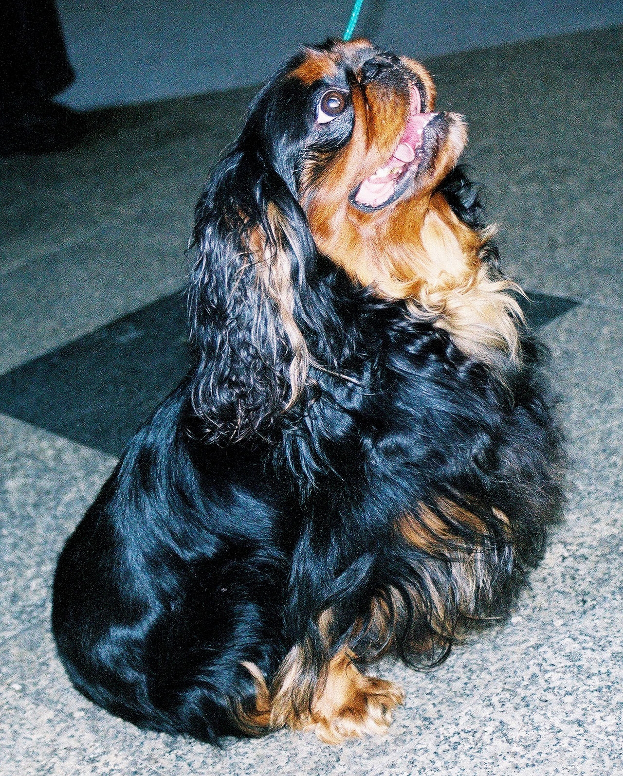 King Charles Spaniel Wikipedia King Charles Spaniel Wikipedia