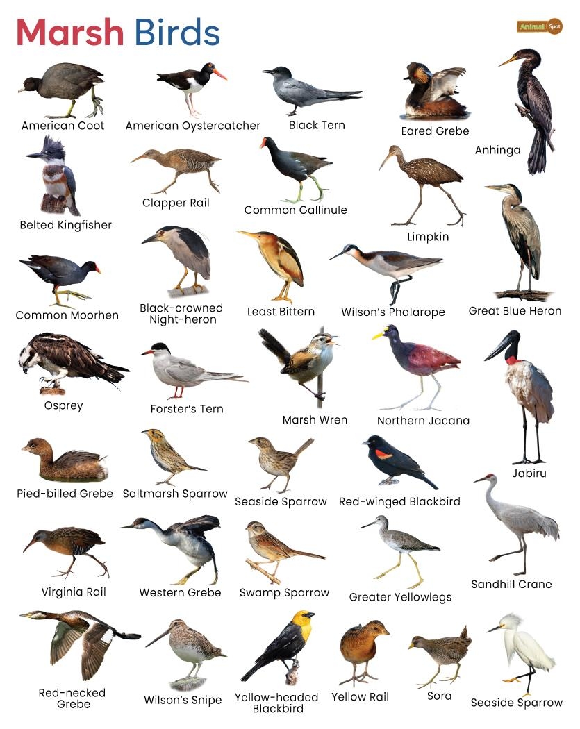 Marsh Birds List Facts Pictures And More