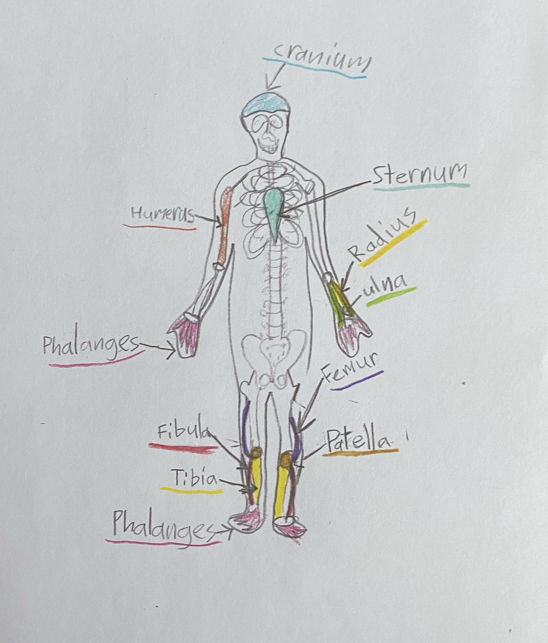 Medical Terminology Crossword For Kids Bones Of The Human Body Medical Terminology Crossword For Kids Bones Of The Human Body