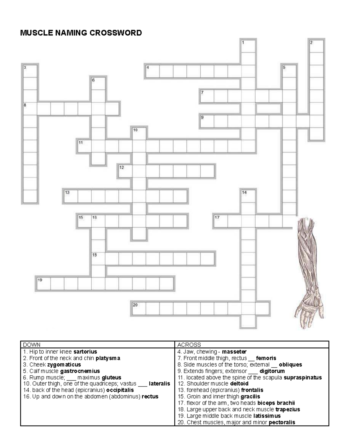 MUSCLE NAMING CROSSWORD PUZZLE ANATOMY REVIEW GUIDE Studocu MUSCLE NAMING CROSSWORD PUZZLE ANATOMY REVIEW GUIDE Studocu