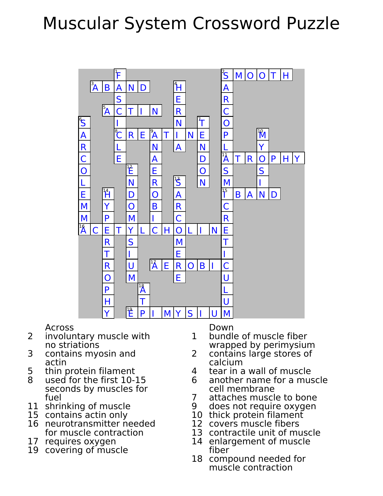 Muscular System Crossword Puzzle