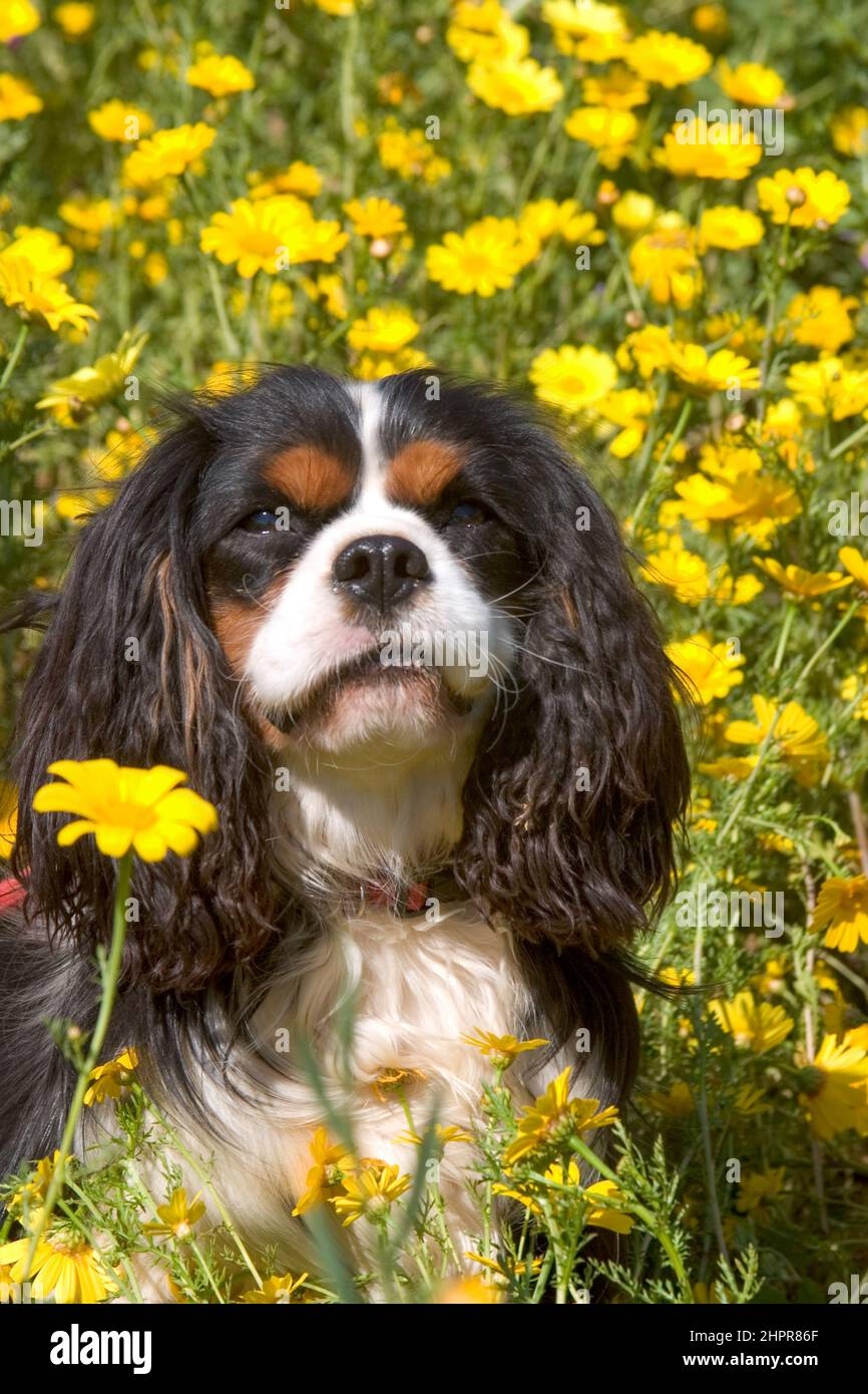 toy spaniels crossword toy spaniels crossword