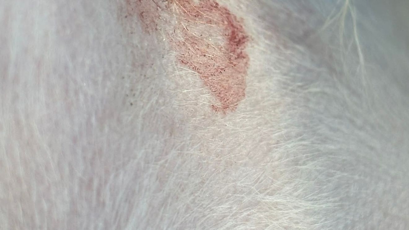 Pet Safety Questions Raised After Fresno Grooming Incident Both Sides Respond Pet Safety Questions Raised After Fresno Grooming Incident Both Sides Respond