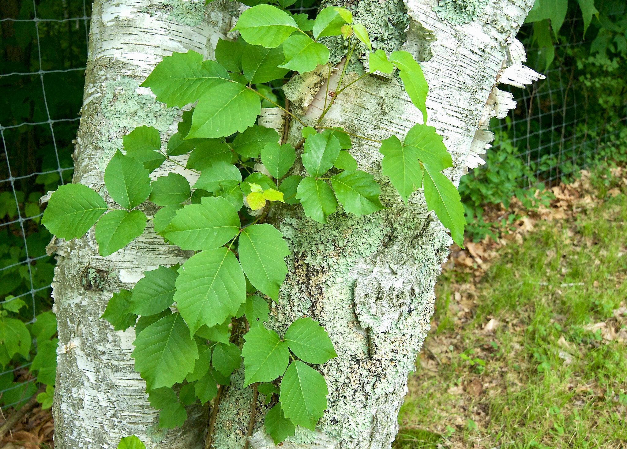 Poison Ivy What You May Not Know The New York Times Poison Ivy What You May Not Know The New York Times