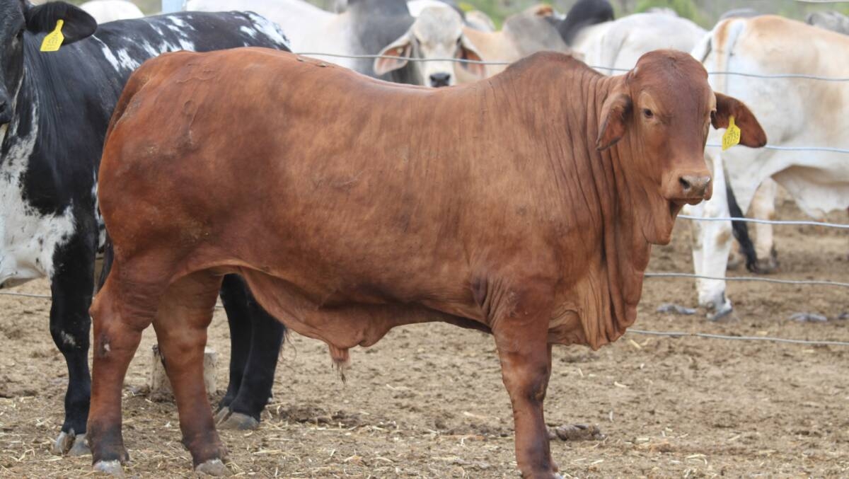 red cattle breed crossword