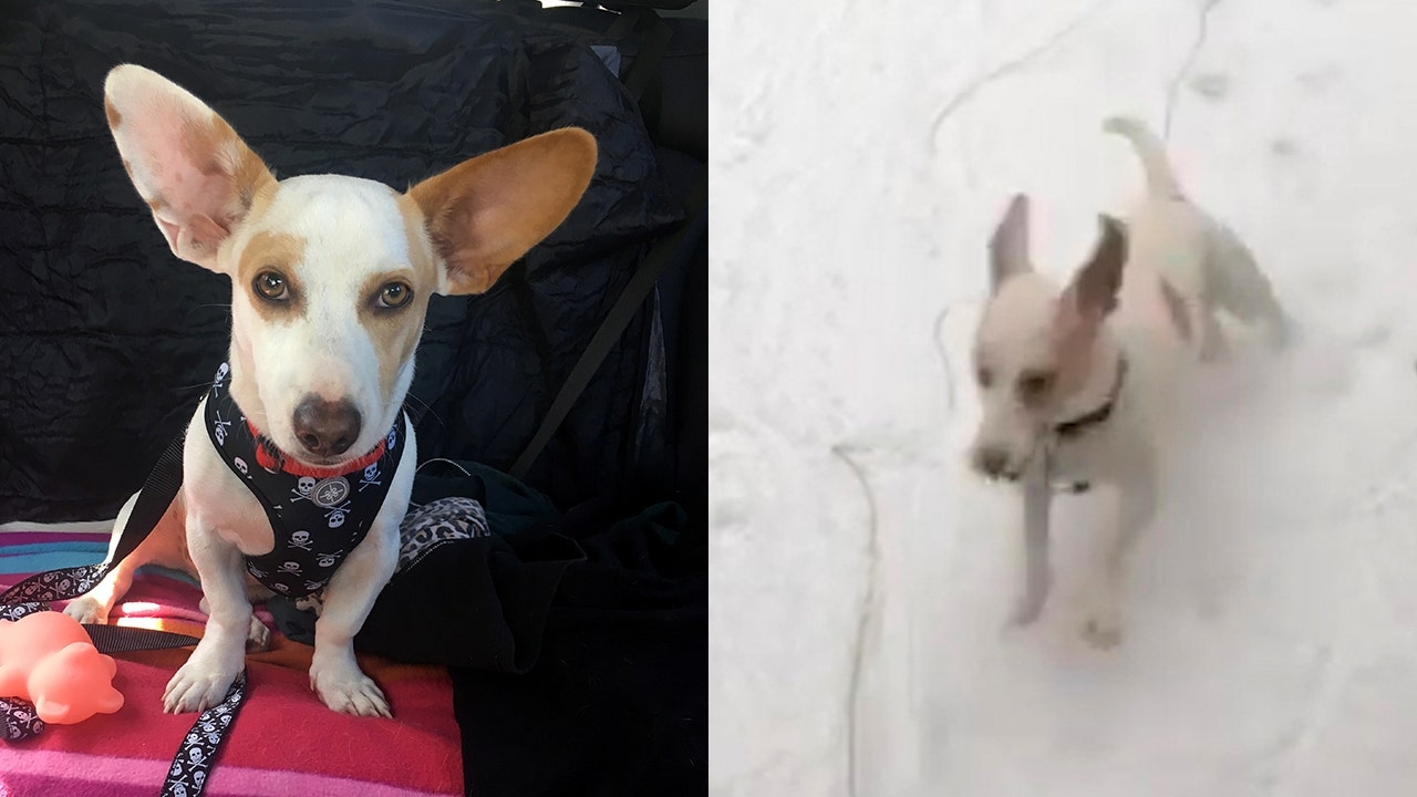 Puerto Rico Rescue Dog Goes Nuts First Time He Sees Snow Fox News