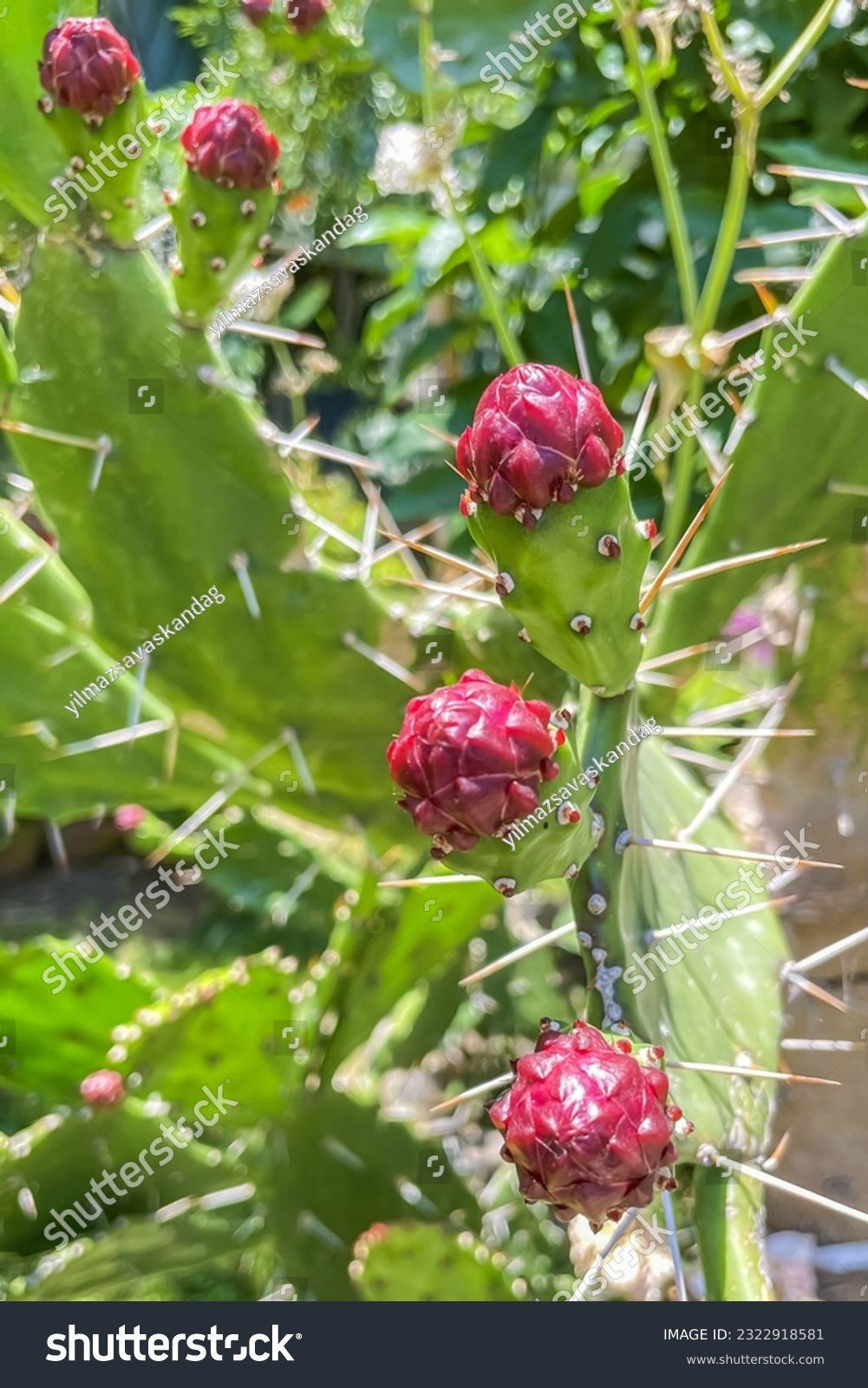 Resilient Elegant Cactus Plant Floweropuntia Monacantha Stock Photo 2322918581 Shutterstock