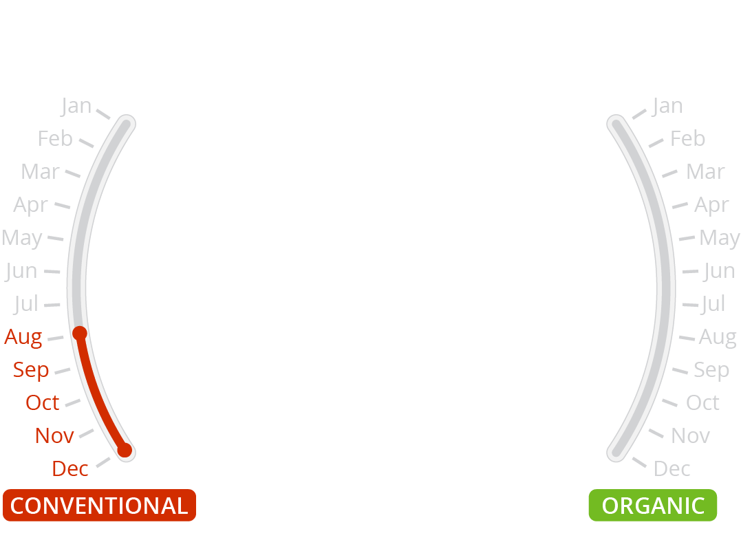 comice or seckel crossword