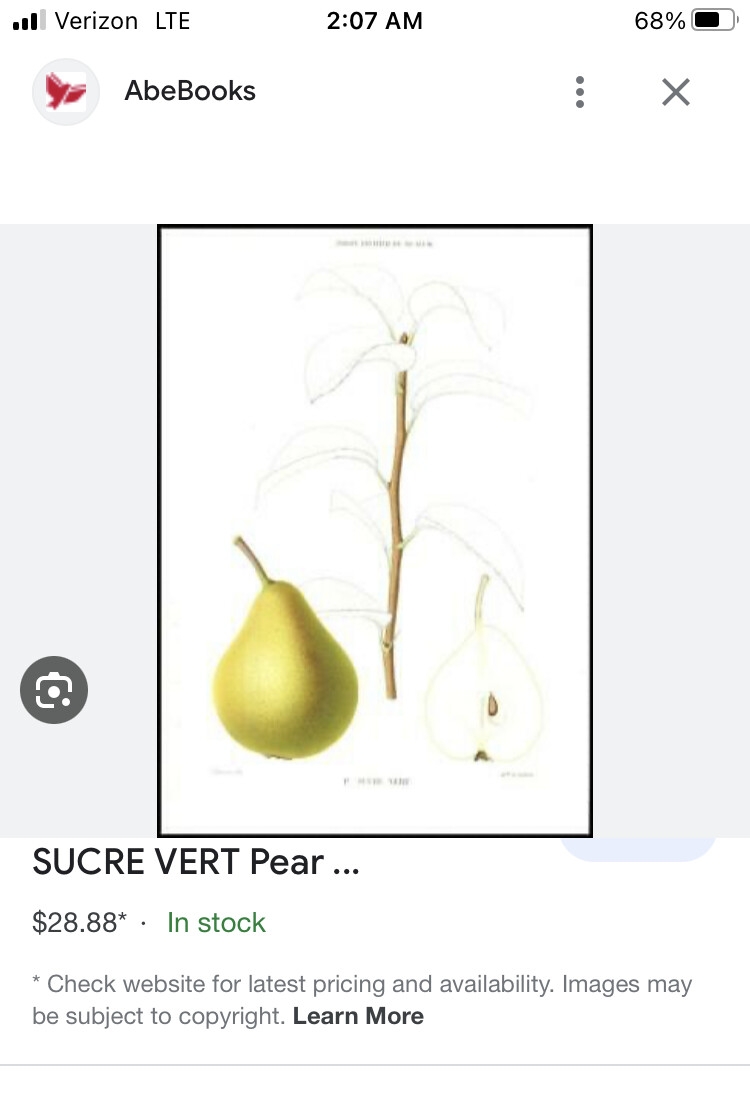 Seckel Pear From Felix Gillet In Vista CA General Fruit Growing Growing Fruit