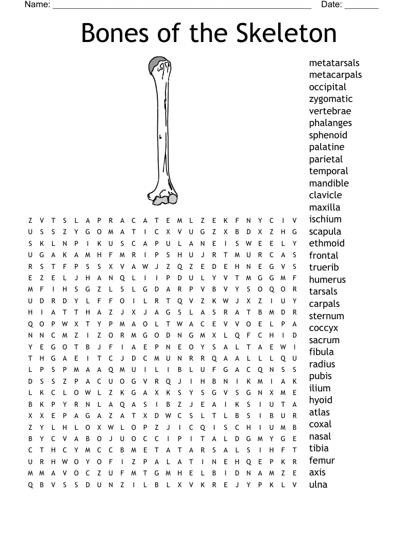 Skeletal And Muscular System Crossword WordMint