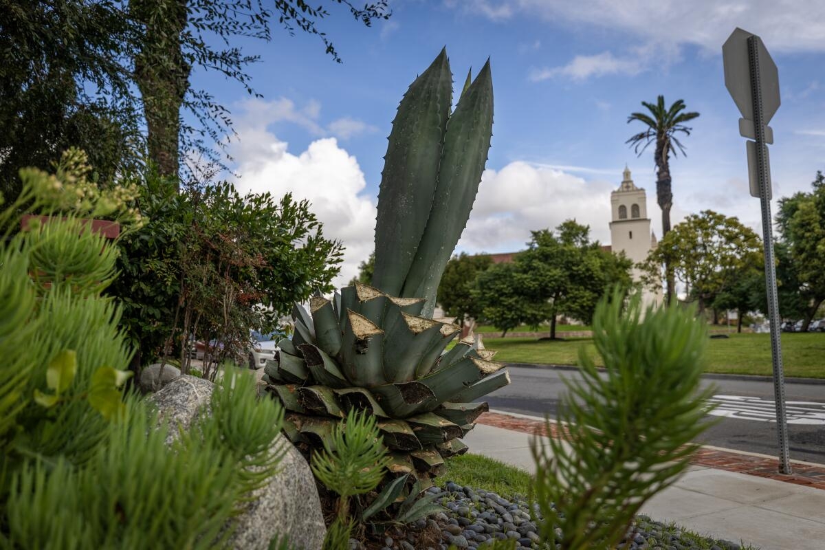 Someone Is Hacking Agave Plants Throughout Torrance Los Angeles Times Someone Is Hacking Agave Plants Throughout Torrance Los Angeles Times