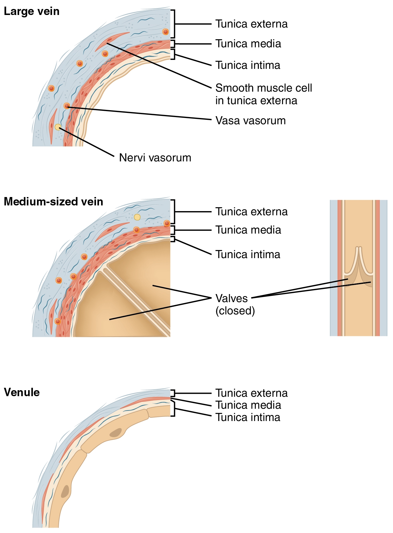 Structure And Function Of Blood Vessels Pathology