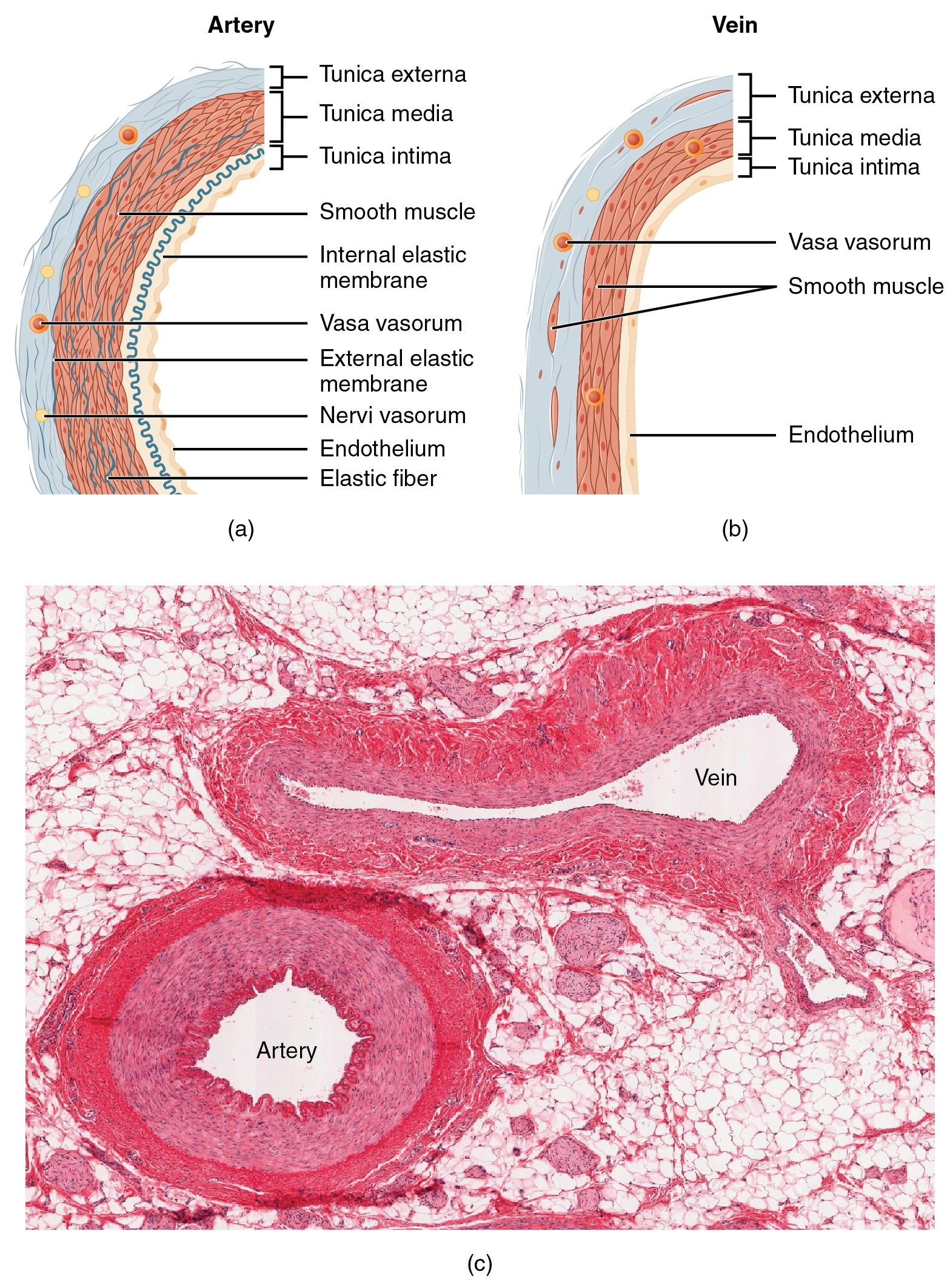 Structure And Function Of Blood Vessels Pathology