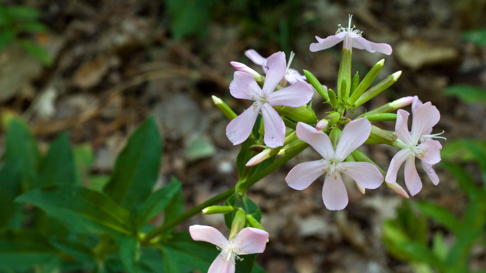 That Laundry Fresh Scent Of Wild Soapwort The New York Times That Laundry Fresh Scent Of Wild Soapwort The New York Times
