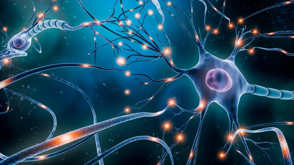 The Nervous System Facts Function And Diseases Live Science The Nervous System Facts Function And Diseases Live Science
