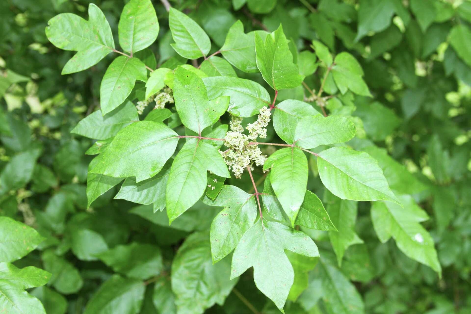 Watch Out For Poison Ivy Watch Out For Poison Ivy