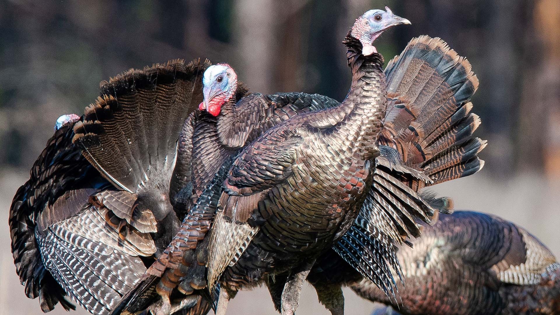 places to see turkeys crossword